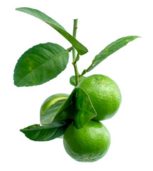 bunch of green lemons on a white background.green lemols and leaves.