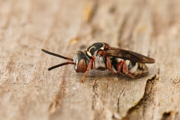 Closeup on a black-thighed Epeolus variegatus cleptoparasitic solitary cuckoo bee sitting on wood