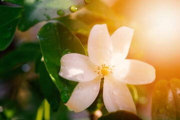 Orange jessamine, Murraya paniculata, Family Rutaceae