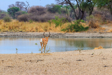 Impala (Aepyceros melampus) at the watering place in Tarangire National Park, Tanzania