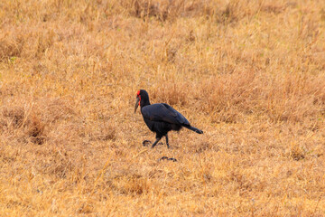 Southern Ground hornbill (Bucorvus leadbeateri) in dry grass in Tarangire national park, Tanzania
