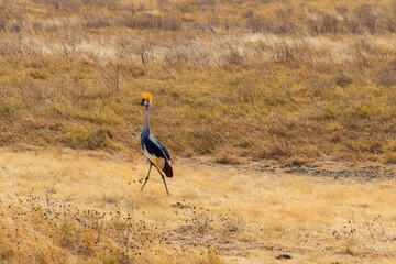 Grey crowned crane (Balearica Regulorum) in Ngorongoro crater national park, Tanzania. Wildlife of Africa