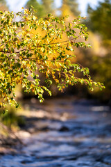 Fall Color Leaves and Trees surrounding Whychus Creek in Oregon