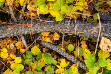 Fall Color Leaves and Trees in the forest in Central Oregon