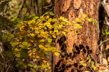 Fall Color Leaves and Trees in the forest in Central Oregon