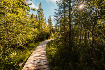 Mountain landscape in Slovakia mountains, Juranova dolina - valley in The Western Tatras national park, oravice, Orava region. Educational trail through the bog © Zedspider