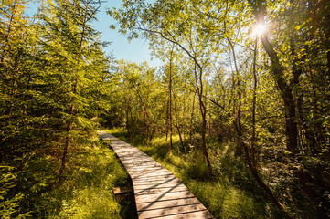 Mountain landscape in Slovakia mountains, Juranova dolina - valley in The Western Tatras national park, oravice, Orava region. Educational trail through the bog © Zedspider