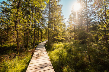Mountain landscape in Slovakia mountains, Juranova dolina - valley in The Western Tatras national park, oravice, Orava region. Educational trail through the bog © Zedspider