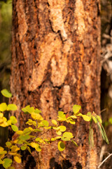 Fall Color Leaves and Trees in the forest in Central Oregon