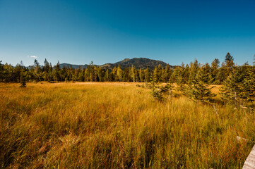 Mountain landscape in Slovakia mountains, Juranova dolina - valley in The Western Tatras national park, oravice, Orava region. Educational trail through the bog © Zedspider