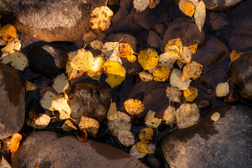 Fall Color Leaves and Trees at rocks at Whychus Creek in Oregon