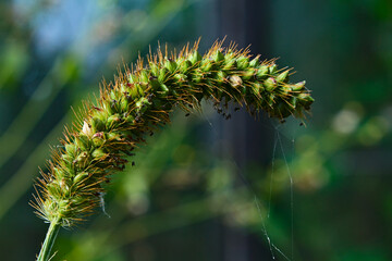 In the grass