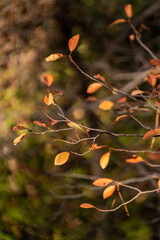Fall Color Leaves and Trees in the forest in Central Oregon
