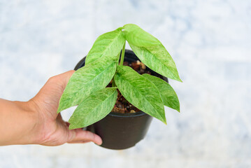 Fresh leaf of monstera laniata narrow form mint  variegated in the pot  © rukawajung