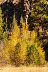 Fototapeta premium Fall Color Leaves and Trees in the forest in Central Oregon