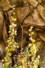 Fall Color Leaves and Trees in the forest in Central Oregon