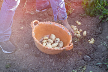 Obraz premium mexican farmer harvesting organic potatoes in traditional clay pot