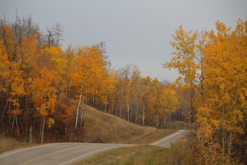 road in autumn forest