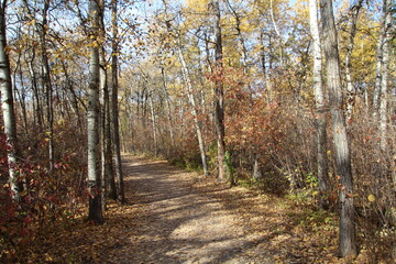 path in autumn forest, William Hawrelak Park, Edmonton, Alberta