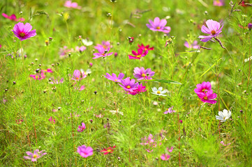 Fototapeta premium 背景のためのコスモスの花と自然なボケ