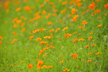 かわいい可憐な黄色い花々