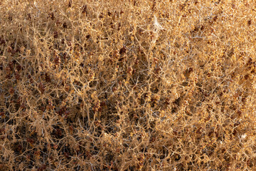 golden tree