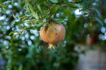 pomegranate fruit on tree