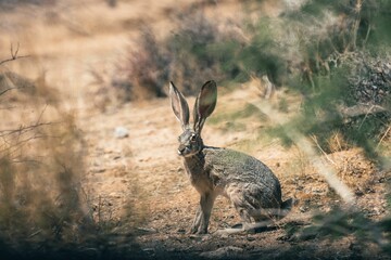 Desert rabbit looking aside in a park, Joshua Tree, California, United States