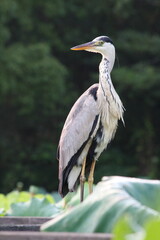 周囲の様子を窺う野生の鳥
