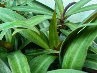 Obraz premium Daun Adam hawa (Rhoeo discolor) leaves are one of the plants that are classified as varigata ornamental plants and are ornamental plants that are quite in demand by the public.