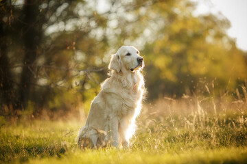 golden retriever sitting in the park at sunset