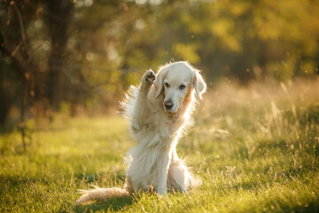 golden retriever sitting in the park at sunset