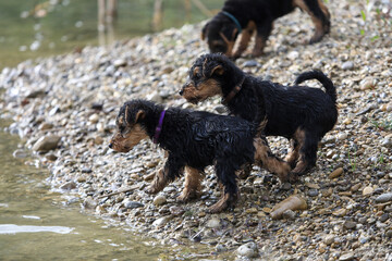 A litter of 8 week old Welsh Terrier hunting dog puppies are having great fun playing in the water...