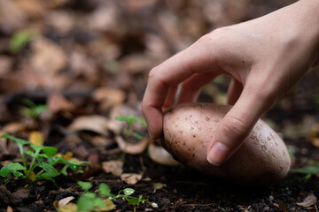 femenine hand grabbing a potato