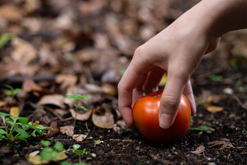 femenine hand grabbing a tomato