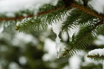 New Year background with white spruce branches. Winter landscape. Pine trees covered with snow. Christmas or winter composition. Christmas, winter, new year.