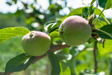 Photography on theme beautiful fruit branch apple tree