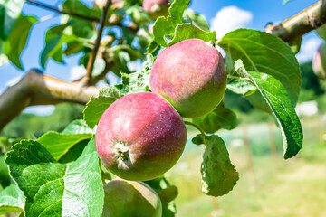 Photography on theme beautiful fruit branch apple tree