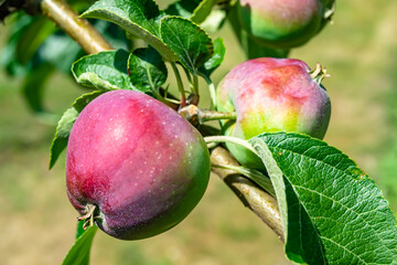 Photography on theme beautiful fruit branch apple tree