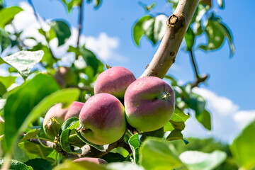Photography on theme beautiful fruit branch apple tree