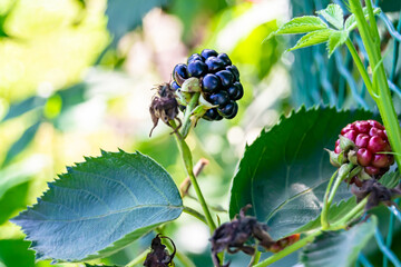 Photography on theme beautiful berry branch blackberry bush