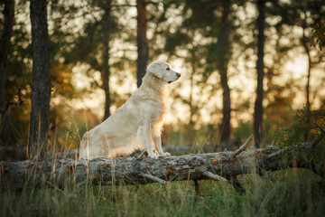 golden retriever at sunset in the forest stands on a tree