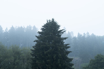 Tanne im Nebel bei Roetgen in der Eifel