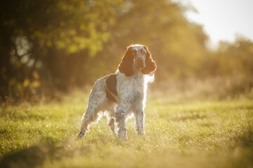 english springer spaniel standing in the park at sunset