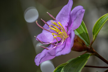 Photo of Karamunting flowers growing wild on the edge of the residents' garden fence.