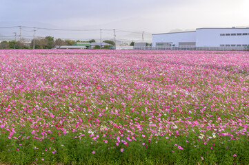 観賞用のコスモス