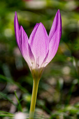 Fototapeta premium サフラン