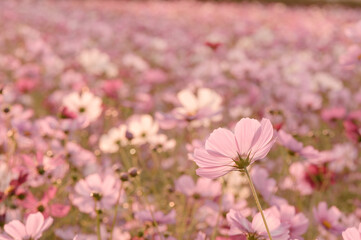 Obraz premium 景観植物のコスモス畑