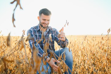 agronomist or farmer examining crop of soybeans field.