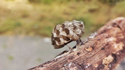 Small wasps nest hanging a piece of wood